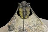 Cyphaspis Trilobite With Translucent Shell - Foum Zguid, Morocco #163373-7